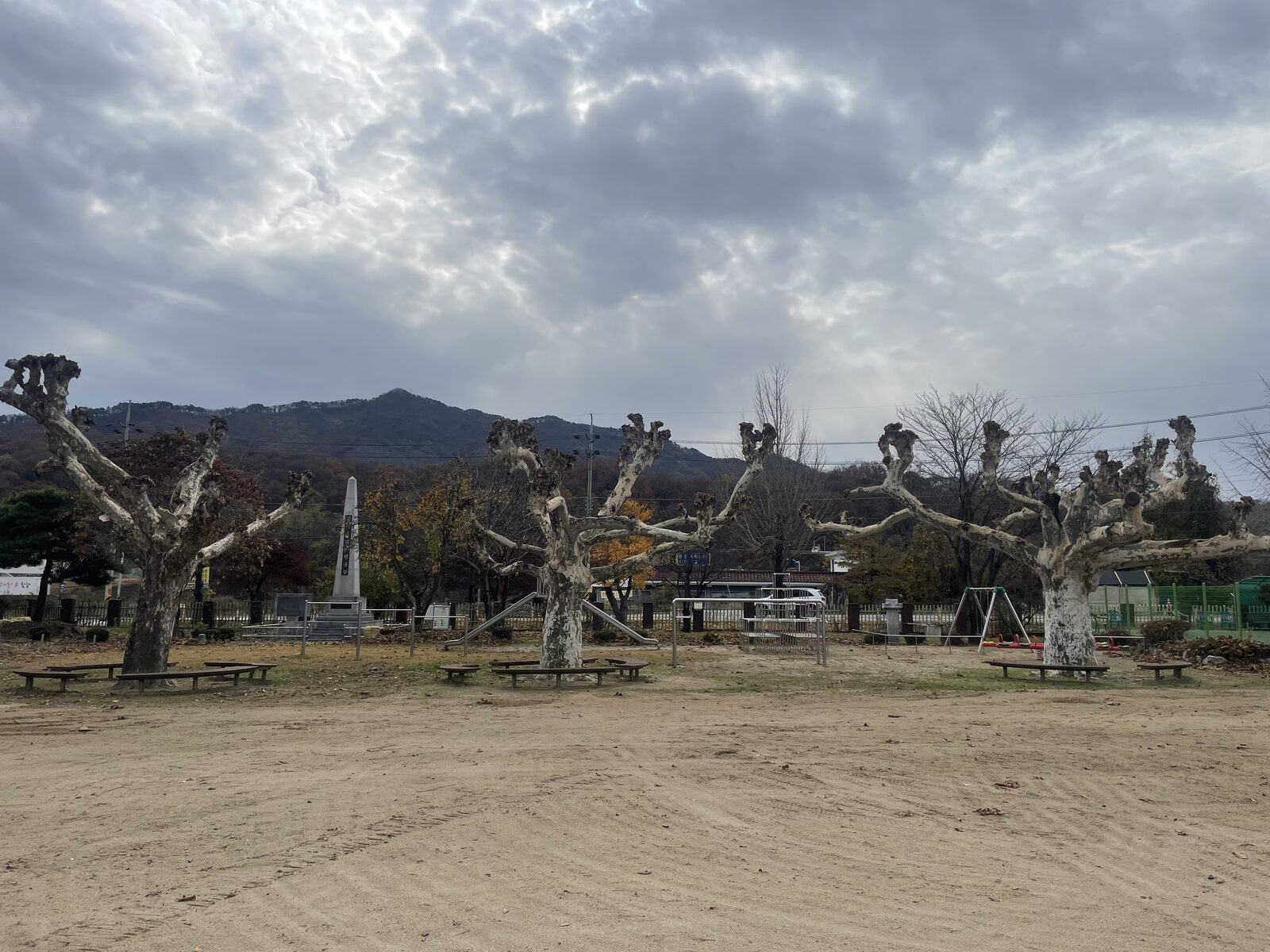 공원 가로수 정비 - 공원 노거수 안전 전정
