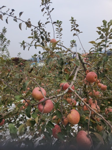 ABC조경 충주 농원에서 가지에 잘 익은 부사 사과가 주렁주렁 달린 모습