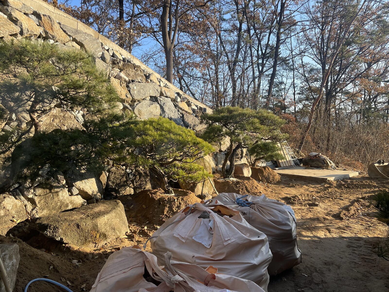 프리미엄 개인 정원 시공 진행 중 - 자연석 석축·분재형 노송 식재 작업