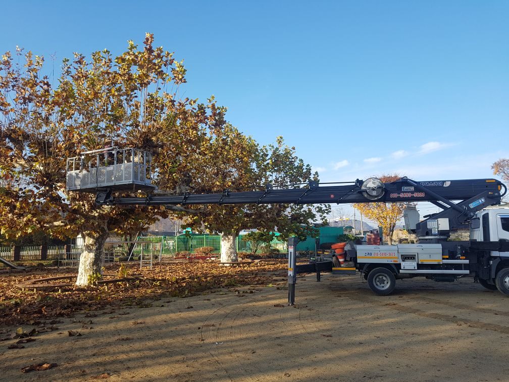 가로수 강전정 작업 진행 중 - 고소작업차(스카이) 동원 안전 전정