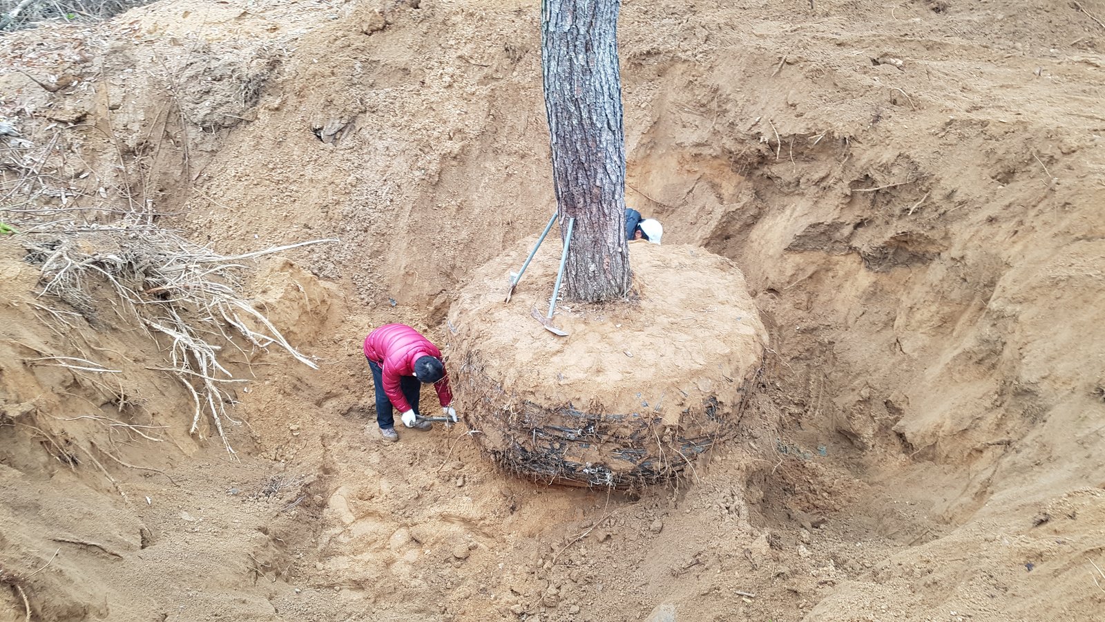 쌍둥이 빌라 격식 정원