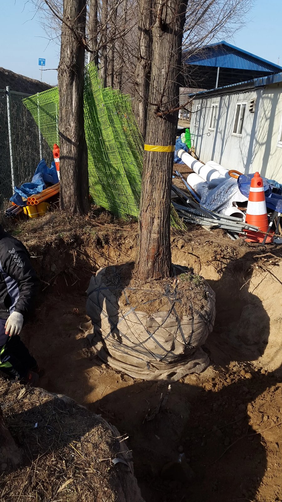 명품송 전지 작업 현장