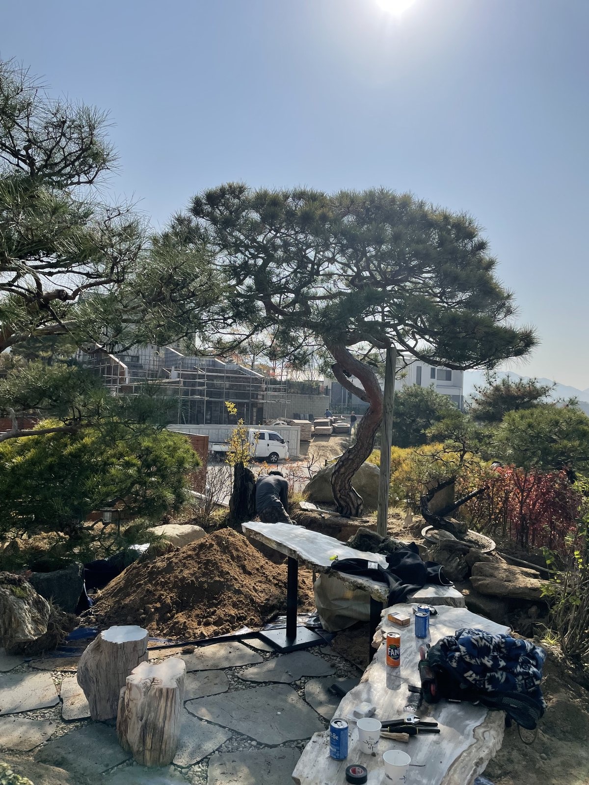 명품 소나무 가지 작업 — 화석목 평상 옆에서