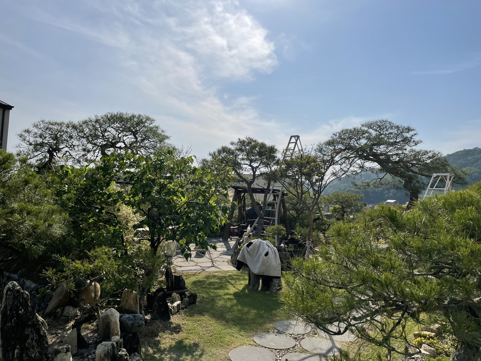 골프장 시그니처 명품 소나무