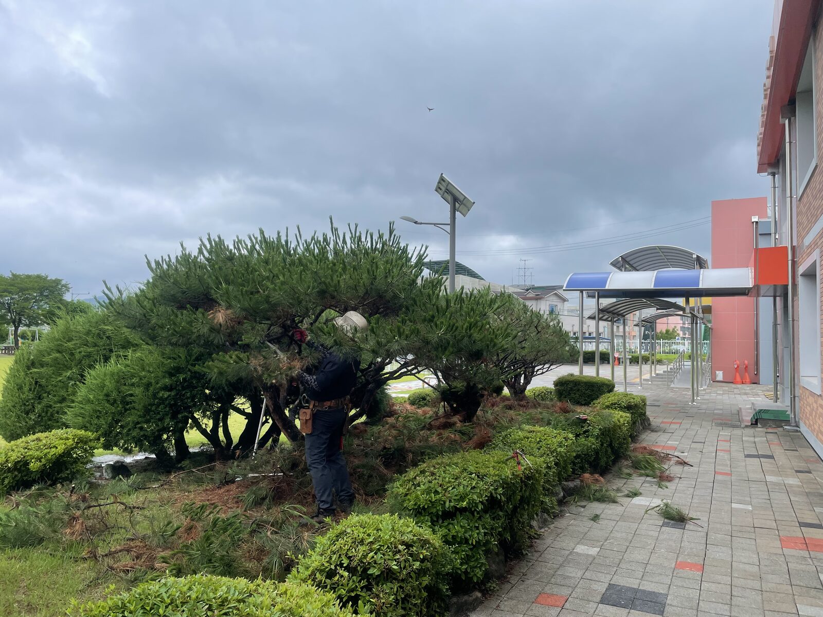 학교 도서실 앞 단독 노송 분재형 가지치기 작업 - 수관 진입 정밀 전정 시공 중