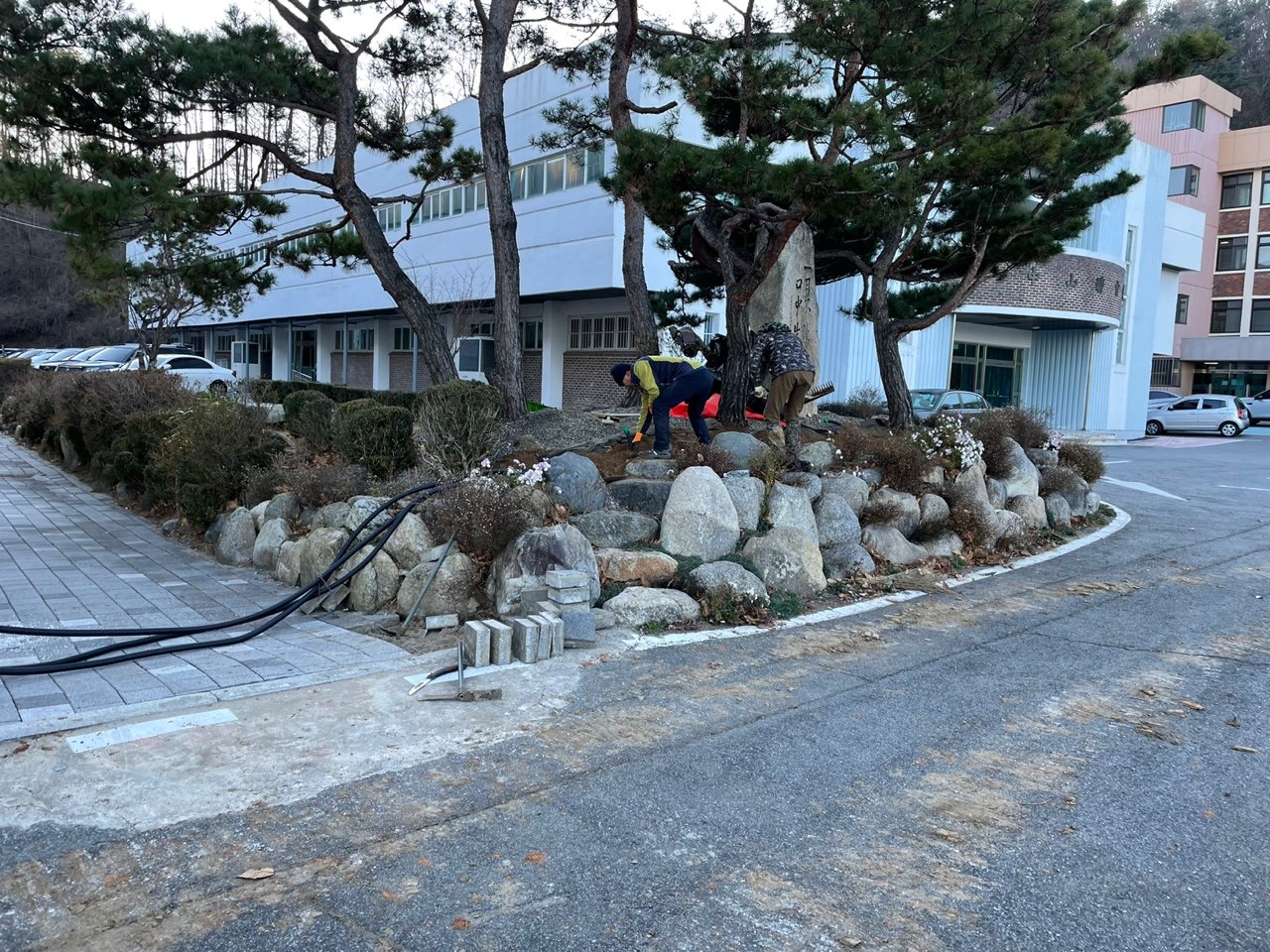 학교 정원 소나무·기념석